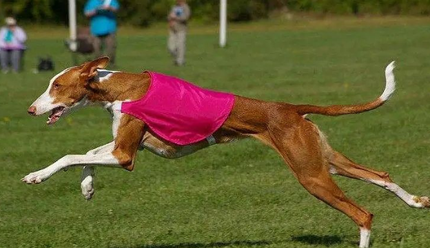给依比沙猎犬洗澡要注意频率,正确的方法请记住! 给依比沙猎犬洗澡要注意频率,正确的方法请记住!