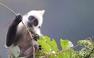 极度濒危罕见的“门岛叶猴”，多年来一直藏在印度尼西亚！