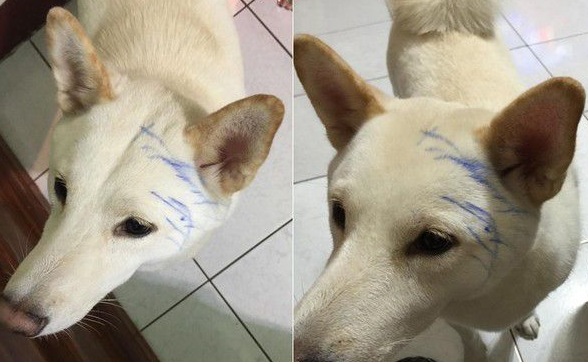 爸失手染剂滴白柴头上 网友：这是很流行的挑染
