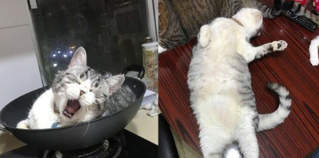 令主人哭笑不得 猫主子悠哉躺睡炒菜锅 令主人哭笑不得 猫主子悠哉躺睡炒菜锅