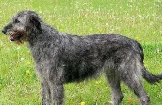 爱尔兰猎狼犬的性格如何?属于容易饲养的犬种吗? 爱尔兰猎狼犬的性格如何?属于容易饲养的犬种吗?