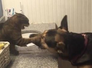 德国牧羊犬和一只猫对打了半天 狗是在搞笑而猫真生气了