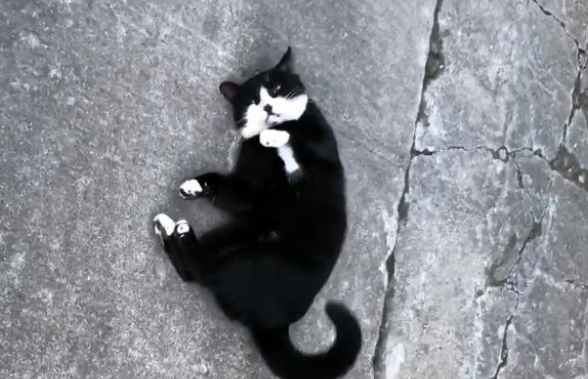 雨中独自等待的流浪猫,只为填饱肚子:我知道你一定会来 雨中独自等待的流浪猫,只为填饱肚子:我知道你一定会来