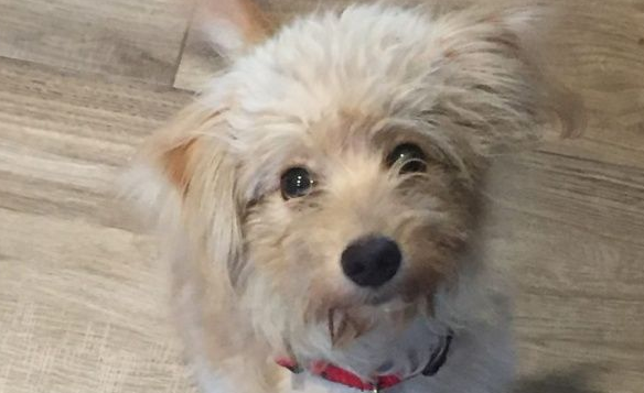 来自垃圾堆里的狗狗 如今成了知名主持人的爱犬