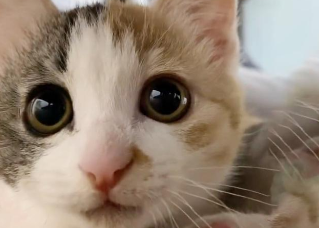 患病小猫被猫妈妈抛弃,把人类小哥当妈妈,一路跟着他回家 患病小猫被猫妈妈抛弃,把人类小哥当妈妈,一路跟着他回家
