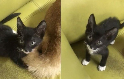 猫界拳王诞生了!爱上对着青蛙玩偶练功夫的萌猫 猫界拳王诞生了!爱上对着青蛙玩偶练功夫的萌猫