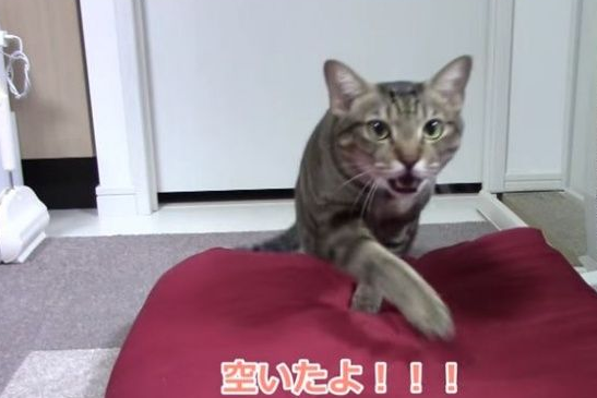 乖巧猫咪吃饭会等等 主人说可以才开动! 乖巧猫咪吃饭会等等 主人说可以才开动!