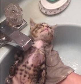 猫咪洗澡超哀怨 竟摆出一张生无可恋的脸 猫咪洗澡超哀怨 竟摆出一张生无可恋的脸