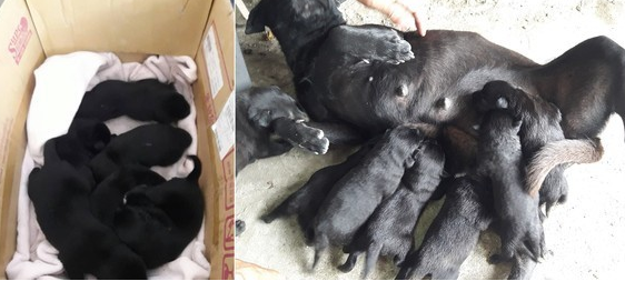狗妈妈刚生完小狗崽就被毒死 遗留未开眼6只幼犬 狗妈妈刚生完小狗崽就被毒死 遗留未开眼6只幼犬