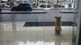 狗狗一眼定情德国空姐 死守饭店打动芳心跟回家 狗狗一眼定情德国空姐 死守饭店打动芳心跟回家