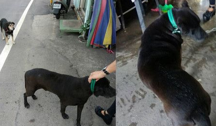 务必系狗链！勿疏纵自家毛孩趴趴走 否则恐将触法