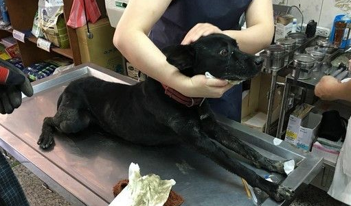 流浪狗疑是食物中毒 暖心消防员自掏腰包送医