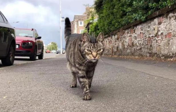 狸花猫离家出走,竟成“旅游达人”,主人:养猫还是得关窗! 狸花猫离家出走,竟成“旅游达人”,主人:养猫还是得关窗!