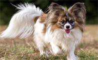 聪明的蝴蝶犬能听懂人话吗?答案令人意外!