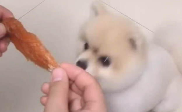 小伙用零食戏弄狗，狗表情令人一瞬间笑喷，狗：那么做是否过分了