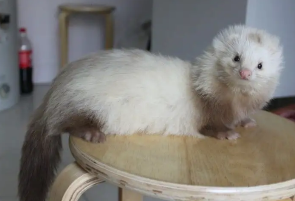 你的精灵小古怪火焰色貂会撒娇卖萌还能藏在口袋里