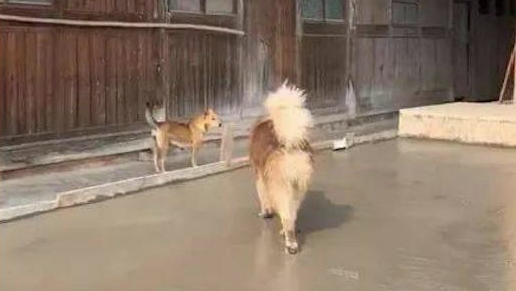 阿拉斯加跑到隔壁家刚铺的水泥道上，工人们看过，内心全是崩溃的