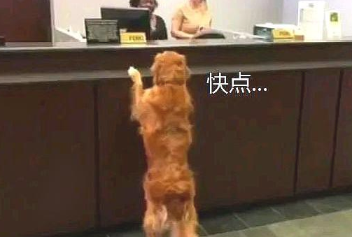 金毛跑到银行“要饭”,不给就赖着不动,結果女子把午饭给它了 金毛跑到银行“要饭”,不给就赖着不动,結果女子把午饭给它了