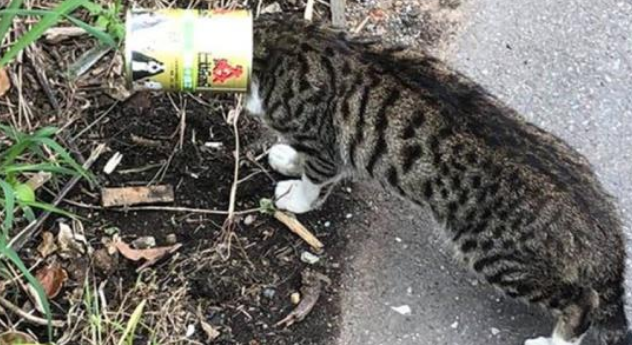 流浪猫头部被罐头卡住险丧命，这种情况并非个例，宠物主要注意