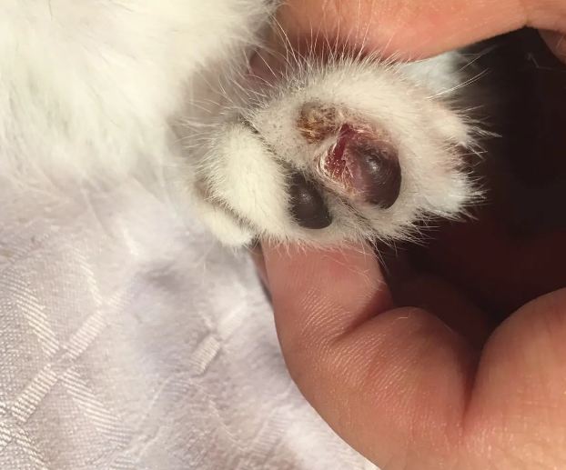 猫的脚趾头烂了怎么处理 猫的脚趾头烂了怎么处理