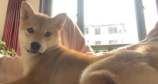 网友一觉醒来,发觉柴犬紧邻自身在入睡,狗:還是布艺沙发舒适 网友一觉醒来,发觉柴犬紧邻自身在入睡,狗:還是布艺沙发舒适