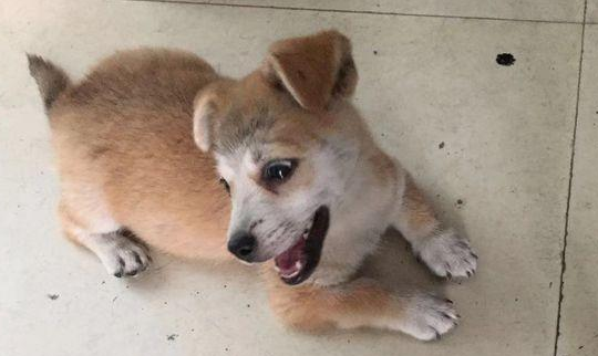 流浪犬渴坏掉眼巴巴望着饮品店,被营业员踢个跟斗后,狗狗一脸憋屈 流浪犬渴坏掉眼巴巴望着饮品店,被营业员踢个跟斗后,狗狗一脸憋屈