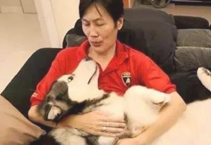 狗奴晒二哈小时候跟如今的相片，界面超温暖