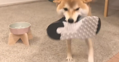 主人家带男朋友回家了，結果靴子却被柴犬藏起來，狗：别回来了