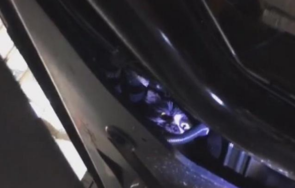 流浪猫为取暖躲钻进汽车底盘,太胖被卡住,暖心车主不惜拆车救猫 流浪猫为取暖躲钻进汽车底盘,太胖被卡住,暖心车主不惜拆车救猫