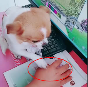 主人一直玩游戏，狗狗在一旁发嗲影响，同伴：赶快去陪家里狗子吧