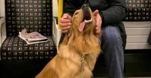 大金毛乘坐地铁碰到了“真爱”，铲屎官：觉得自身是偷狗的！