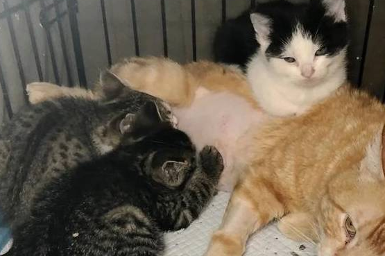 橘猫在外流浪大半辈子，直到遇见三只小猫后，生活有了本质的区别