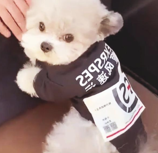 当代社会发展，大家的生活水准提升了，一些生活观念都是产生了挺大的转变，许多人全是添加了养动物的精兵。针对一些喜爱动物的人而言，养动物就是说一件益处多多的事儿，家有宠物欢乐多，养了小宠物之后，大家的生活也会产生挺大的转变，变得越来越幸福趣味。因而，很多的人都是选择自身喜爱的小宠物养着，守候自身，调整生活。
