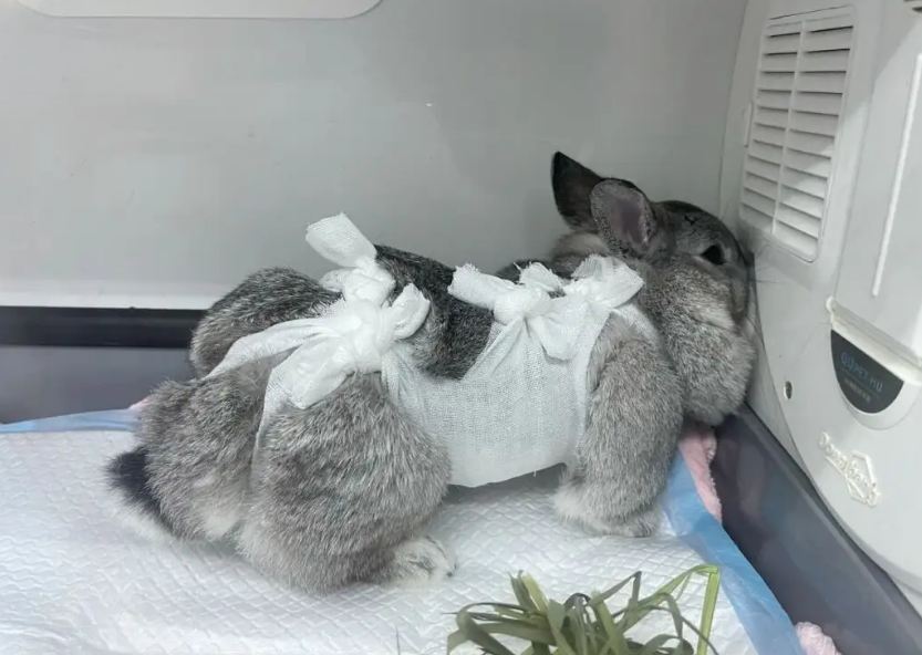 单独一只公兔子需要做绝育吗