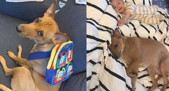 狗狗阿姨带小孩子，第二天入睡跟丧尸一样，腿直直抬起