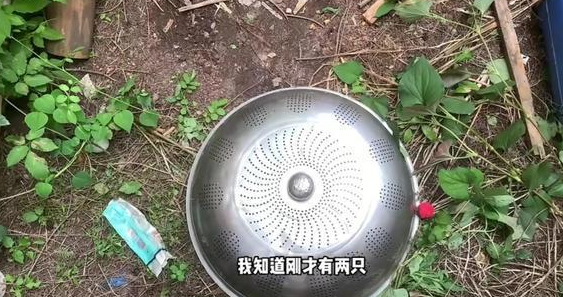 仓鼠店老板被迫养猫,直呼“我是卖仓许的啊!” 仓鼠店老板被迫养猫,直呼“我是卖仓许的啊!”