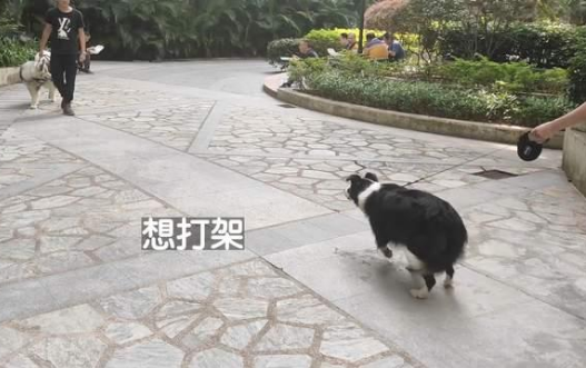 边牧犬进出电梯必扑人,训犬师上门纠正,变得一只猫都不敢扑了 边牧犬进出电梯必扑人,训犬师上门纠正,变得一只猫都不敢扑了