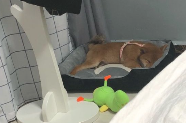 网友叫柴犬醒来去玩，它嫌冷不外出，穿衣服就拽了出来