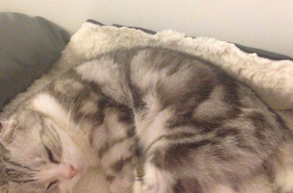 暖猫晚年时行动不便 屁屁不小心沾到便便却不敢说