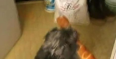 小狗偷了一个面包 开心地叼回窝里私藏