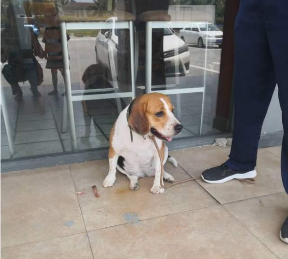 习惯了溺爱放纵，四岁比格犬疯狂护食，主人被它咬出2个巨大血洞
