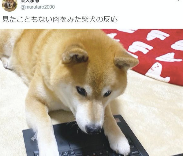 柴犬若有所思盯着电脑显示屏看，主人家过去一瞧就笑了，简直大吃货啊