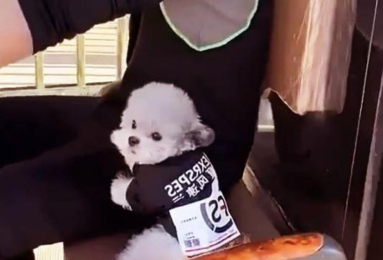 当代社会发展，大家的生活水准提升了，一些生活观念都是产生了挺大的转变，许多人全是添加了养动物的精兵。针对一些喜爱动物的人而言，养动物就是说一件益处多多的事儿，家有宠物欢乐多，养了小宠物之后，大家的生活也会产生挺大的转变，变得越来越幸福趣味。因而，很多的人都是选择自身喜爱的小宠物养着，守候自身，调整生活。