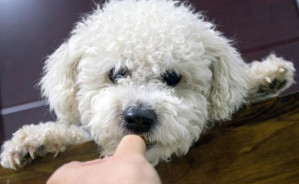 “收狗”牌子下的比熊犬,看见路人经过时,它的一个动作让人想哭 “收狗”牌子下的比熊犬,看见路人经过时,它的一个动作让人想哭