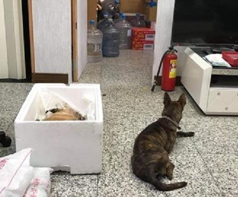 狗狗同伴不动了！另一狗狗明白后，守着它8个小时不肯走