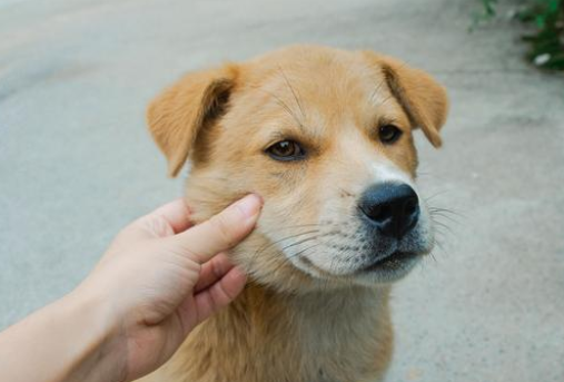 形似柴犬的大黄狗遭遗弃，流浪街头苦等主人归来