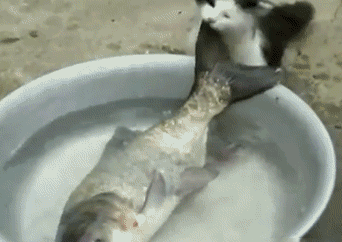 猫中的哈士奇 皮出了新高度 你还敢养这种猫