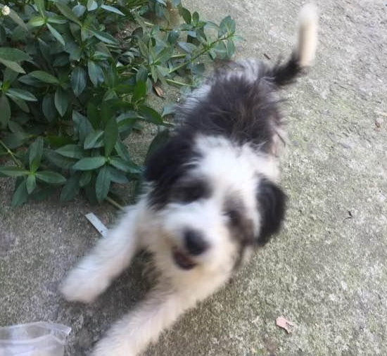 流浪犬饿得大街小巷找吃的，女生喂点东西后，小狗竟跟随它就回家
