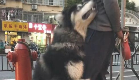 大爷遛猫遛狗太累了要回家,阿拉斯加却紧抱他大腿根部撒娇:我想再玩一会! 大爷遛猫遛狗太累了要回家,阿拉斯加却紧抱他大腿根部撒娇:我想再玩一会!