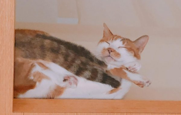 猫奴特制透明玻璃层板 主子超爱却不知嫩爪被偷窥啦! 猫奴特制透明玻璃层板 主子超爱却不知嫩爪被偷窥啦!